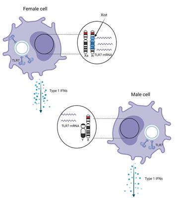 Why Females Do Better: The X Chromosomal TLR7 Gene-Dose Effect in COVID-19